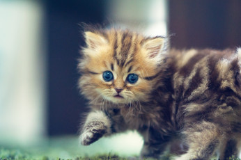 обоя животные, коты, котёнок, daisy, benjamin, torode