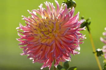 Картинка цветы георгины круглый