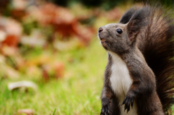 Картинка животные белки зверек кисточки любопытство