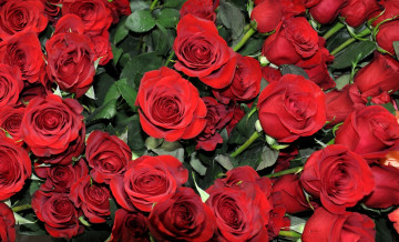 Картинка цветы розы красный много