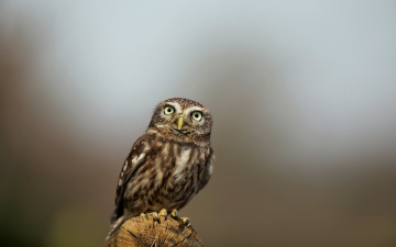 Картинка животные совы птица сова