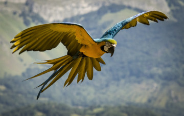 Картинка животные попугаи крылья ара полет