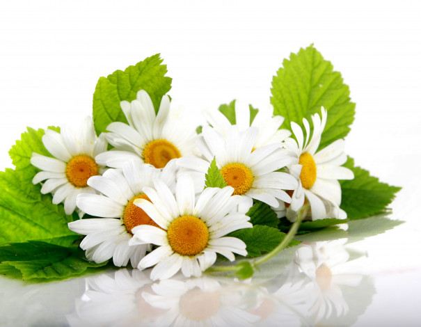 Обои картинки фото цветы, ромашки, отражение