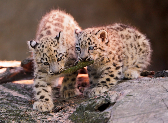 Обои картинки фото животные, снежный, барс, ирбис, детеныш, игра