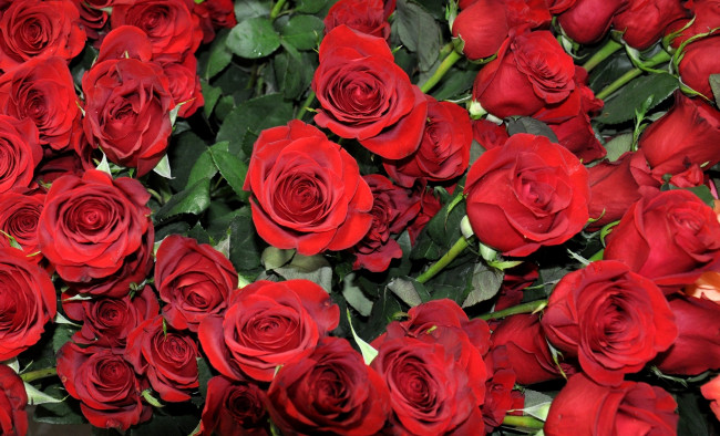 Обои картинки фото цветы, розы, красный, много