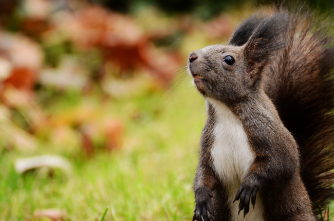 Обои картинки фото животные, белки, зверек, кисточки, любопытство