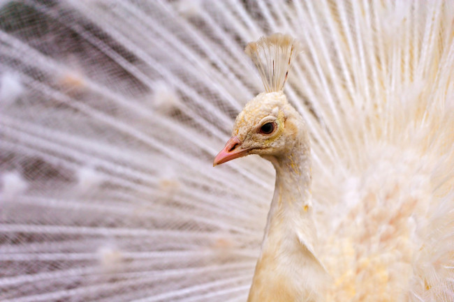 Обои картинки фото животные, павлины, белый, перья