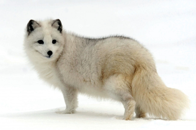 Обои картинки фото животные, песцы, белый, мех