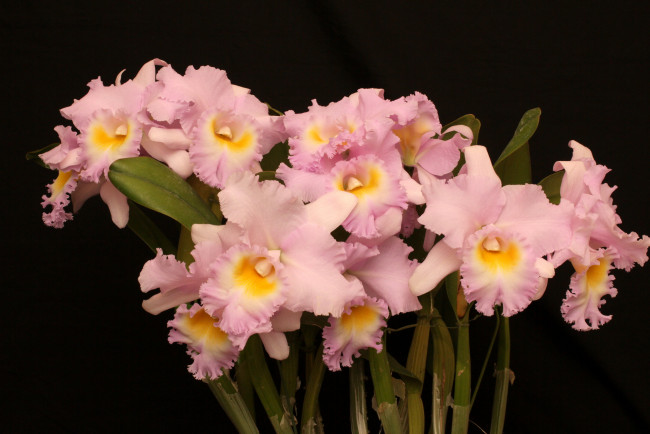 Обои картинки фото цветы, орхидеи