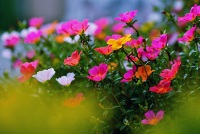 Обои картинки фото цветы, портулак, разноцветный