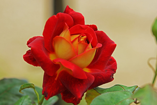 Обои картинки фото цветы, розы, роза