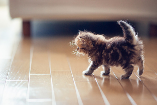 Обои картинки фото животные, коты, котёнок, daisy, benjamin, torode