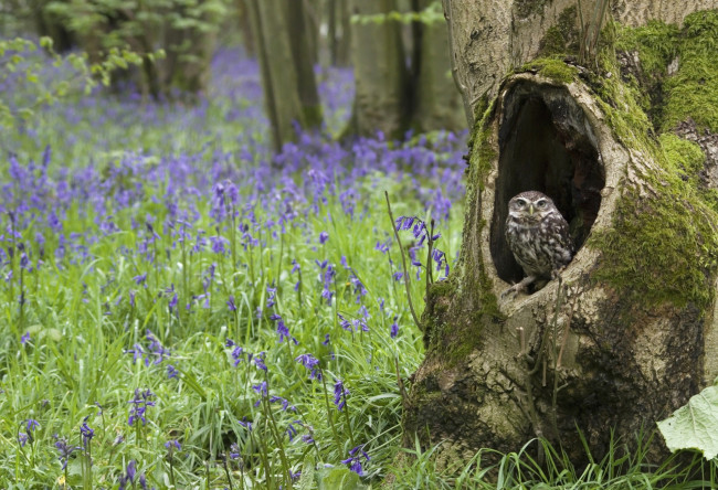 Обои картинки фото животные, совы, дупло, колокольчики