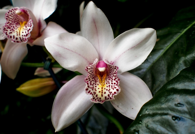 Обои картинки фото цветы, орхидеи, белый