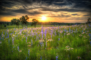 Картинка природа восходы закаты сияние солнце тучи лес цветы луг