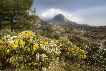 Картинка природа горы цветы луг деревья