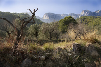 Картинка природа горы стволы лес трава