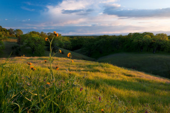 Картинка природа поля калифорния