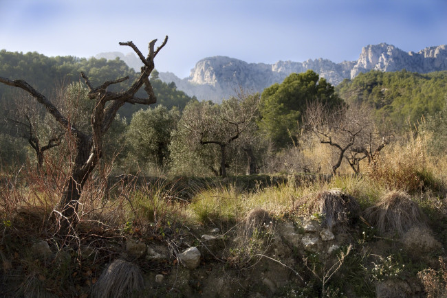 Обои картинки фото природа, горы, стволы, лес, трава