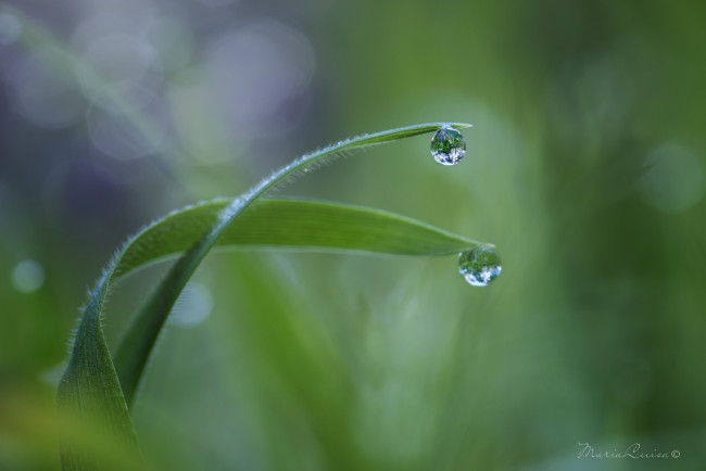 Обои картинки фото природа, макро, капля, трава, травинки, роса