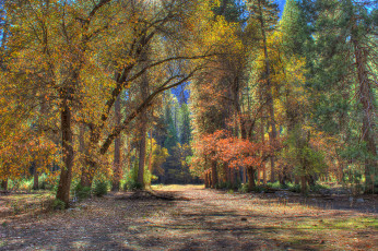 Картинка природа дороги лес дорожка