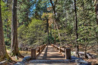 Картинка природа дороги лес мостик