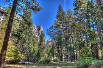 Картинка природа лес скалы деревья