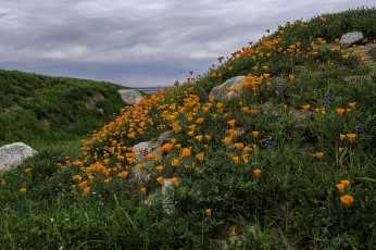 Картинка природа луга трава цветы