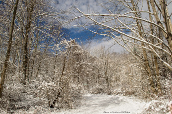 Картинка природа зима лес снег