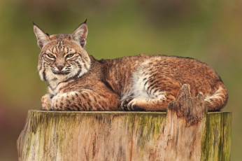 Картинка животные рыси дикая кошка рысь пень