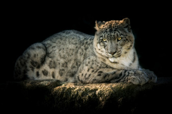 Картинка животные снежный+барс+ ирбис красавец хищник снежный барс