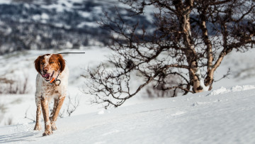 Картинка животные собаки собака взгляд друг
