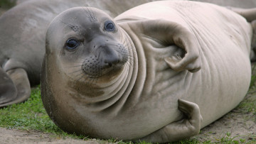 Картинка животные тюлени +морские+львы +морские+котики тюлень усы взгляд трава