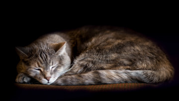 Картинка животные коты уют дом кошка