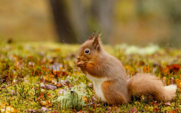 Картинка животные белки дождь осень рыжая белка