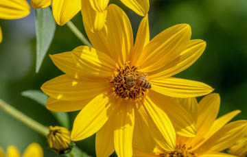 Картинка животные пчелы +осы +шмели топинамбур лепестки пчела насекомое макро