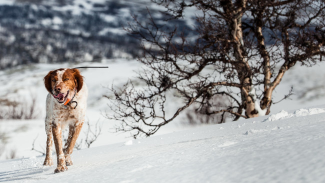 Обои картинки фото животные, собаки, собака, взгляд, друг