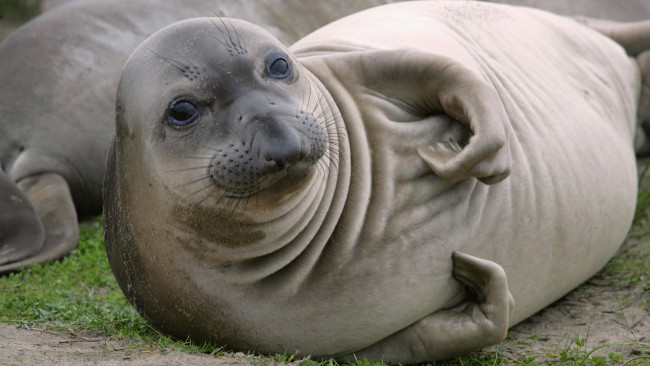 Обои картинки фото животные, тюлени,  морские львы,  морские котики, тюлень, усы, взгляд, трава