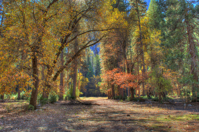 Обои картинки фото природа, дороги, лес, дорожка