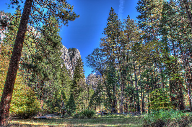 Обои картинки фото природа, лес, скалы, деревья