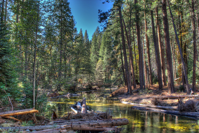 Обои картинки фото природа, реки, озера, лес, река