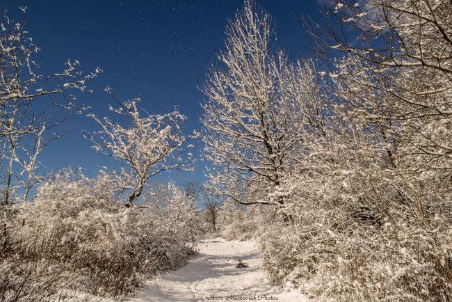 Обои картинки фото природа, зима, лес, снег