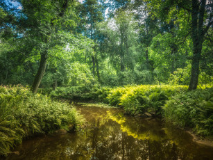 Картинка природа реки озера лес река