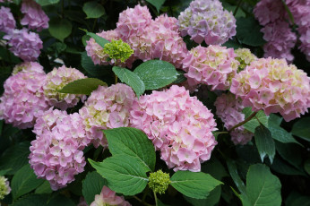 Картинка цветы гортензия флора