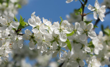 Картинка цветы цветущие+деревья+ +кустарники ветка