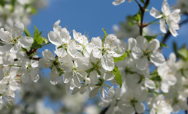 Обои картинки фото цветы, цветущие деревья ,  кустарники, ветка