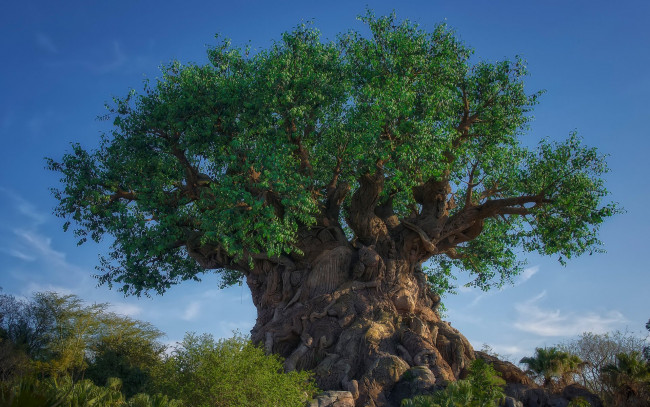 Обои картинки фото природа, деревья, дерево, жизни, лето, небо, вечер