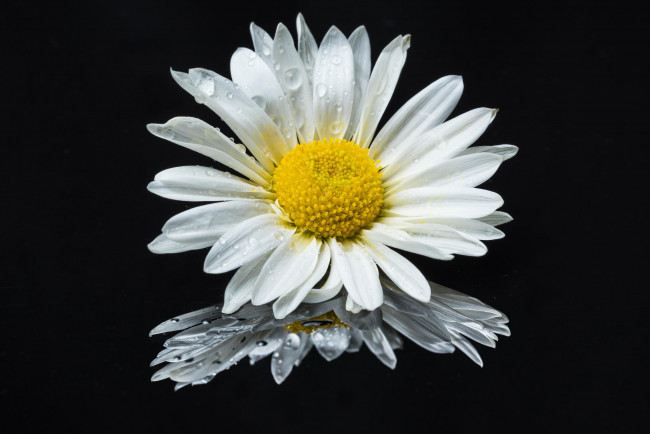 Обои картинки фото цветы, ромашки, флора, цветок, чёрный, фон, ромашка