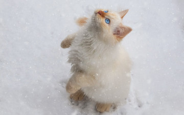 Картинка животные коты кот