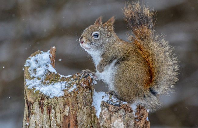 Обои картинки фото животные, белки, белка, грызун, снег, пень